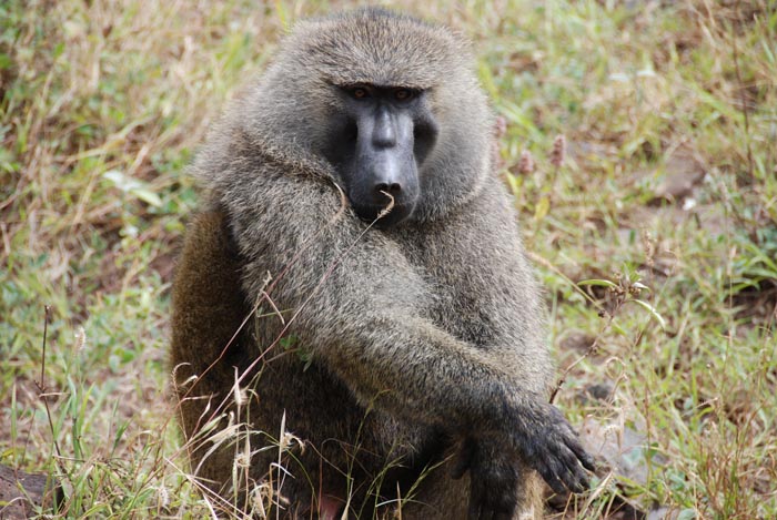 A grumpy baboon sitting in tall grass, representing wild animals that are not as adorable as they look.