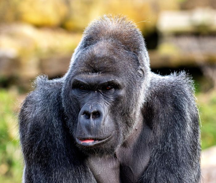 A large gorilla, a wild animal that is not as adorable as it looks, looking sternly forward.