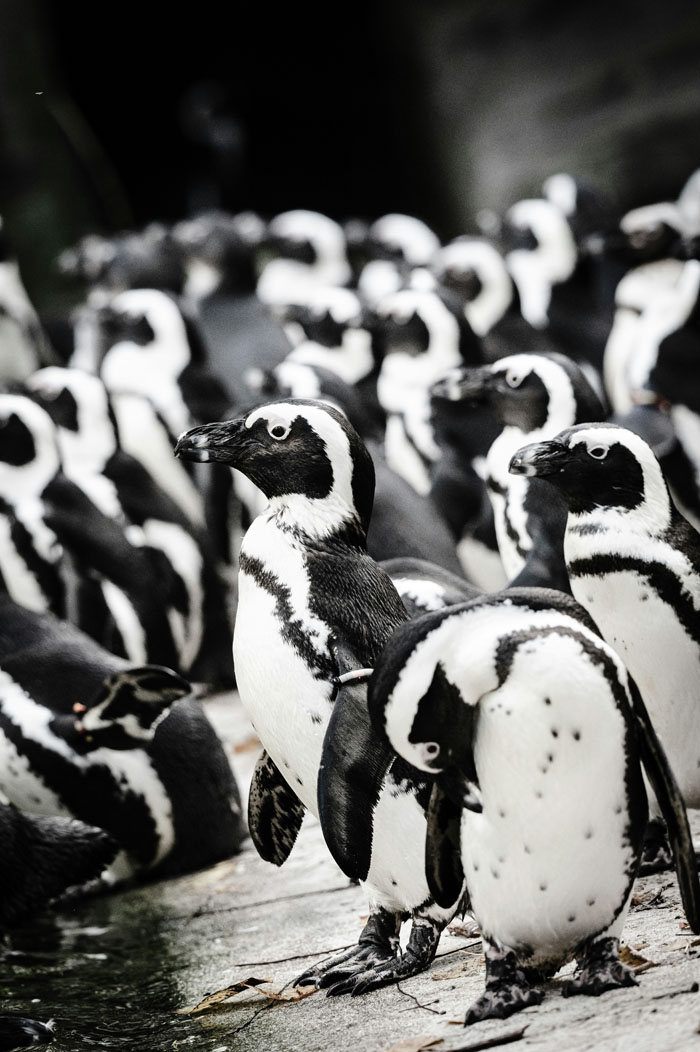 A group of wild penguins in a black and white image. These wild animals are not as adorable as they look.