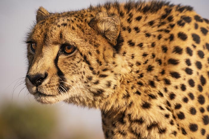 A close-up of a cheetah, a wild animal that is not as adorable as it looks.
