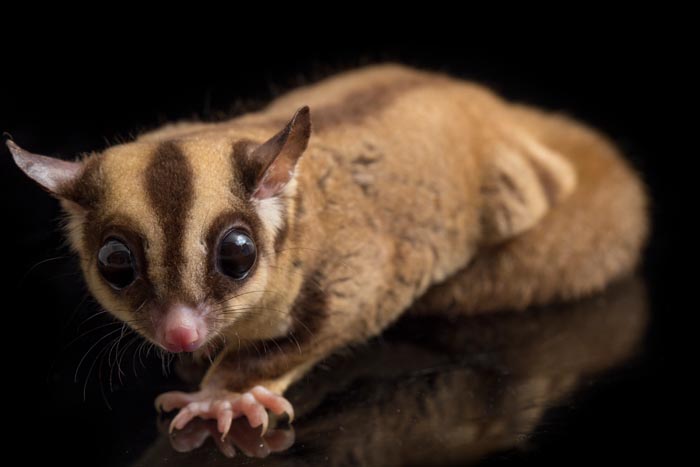 A sugar glider, one of many wild animals not as adorable as they look, on a black background.