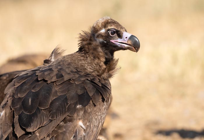 A black vulture, a wild animal, with dark feathers and a pale beak, looking like a grumpy teenager.