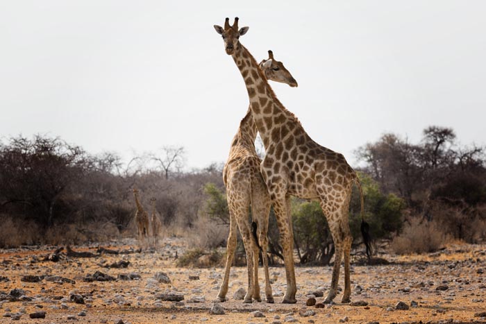 Two giraffes, wild animals, standing tall in a dry, sparse landscape, not as adorable as they look.