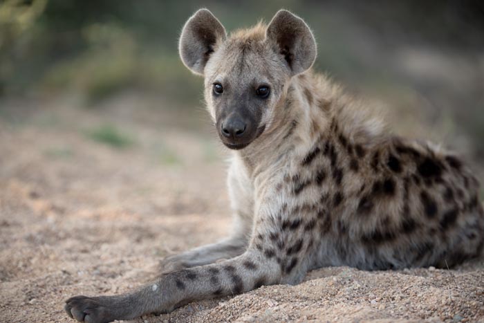 A spotted hyena, a wild animal, resting on the sandy ground, looking like an adorable teenager.