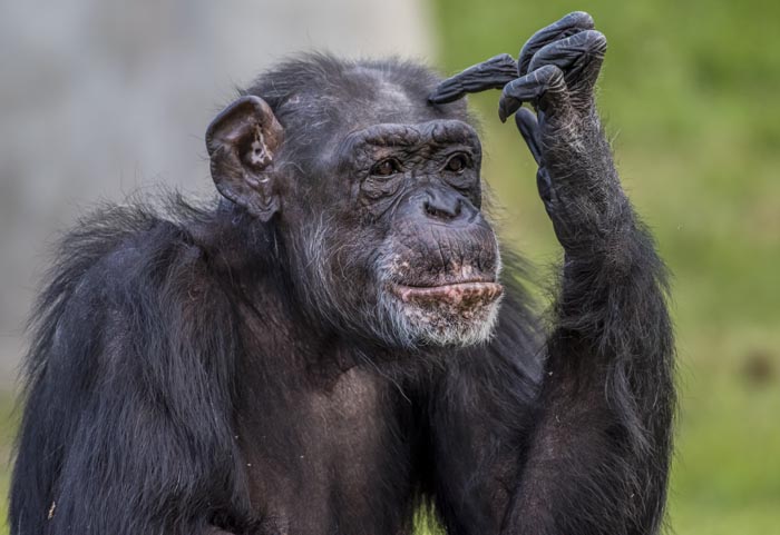 A chimpanzee scratching its head, looking thoughtful. These wild animals are not as adorable as they look.