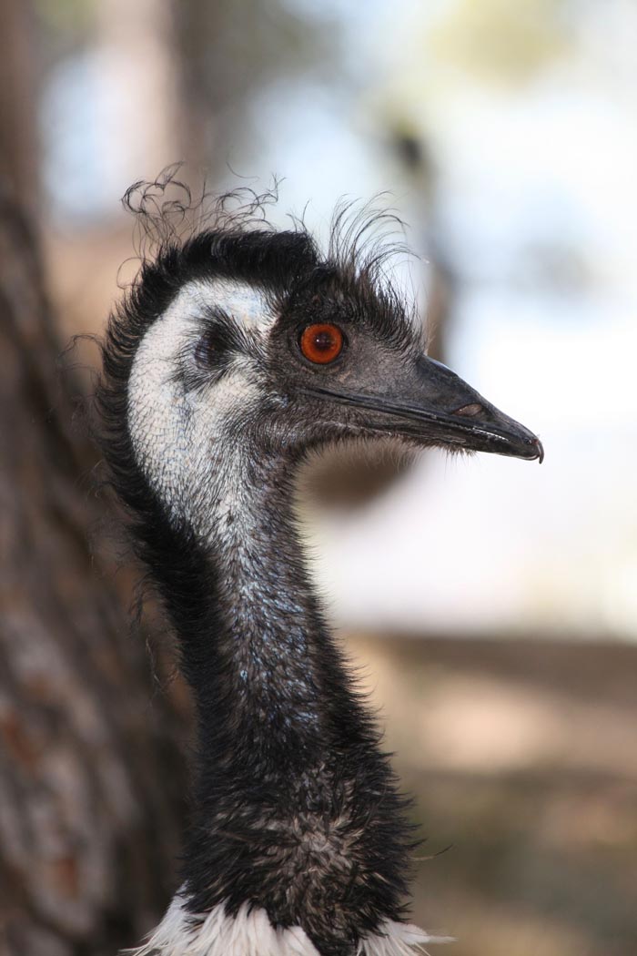 A close-up of a wild emu with an intense stare. These wild animals are not as adorable as they look.