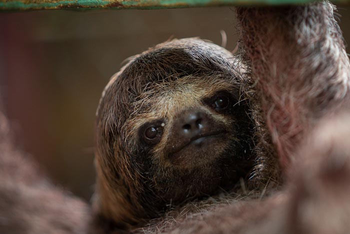 A close-up of a baby sloth hanging upside down. These wild animals are not as adorable as they look.