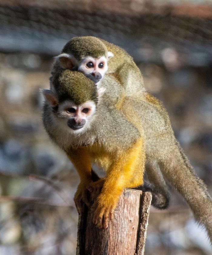 Two squirrel monkeys, a parent with a baby on its back, a wild animal pair not as adorable as they look.