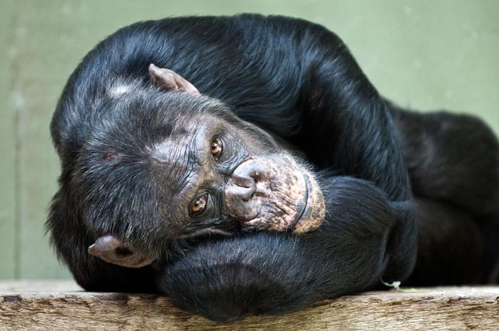 A chimpanzee lying down, showcasing wild animals that are not as adorable as they look.
