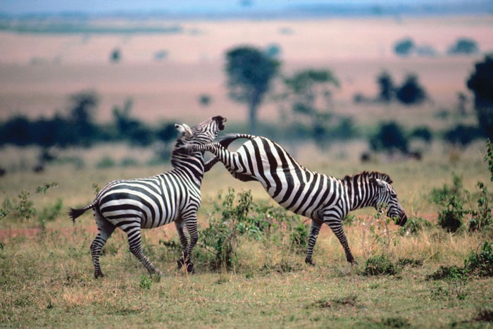 Two zebras fighting in a field, an example of wild animals that are not adorable.