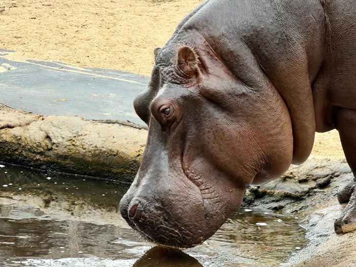 A hippopotamus drinking water, illustrating wild animals that are not adorable as they look.