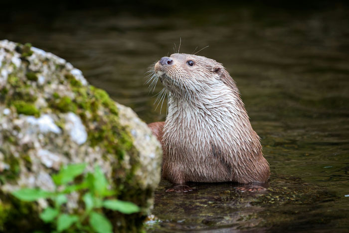 An otter partially submerged in water, looking alert, depicting wild animals that are not as adorable as they look.