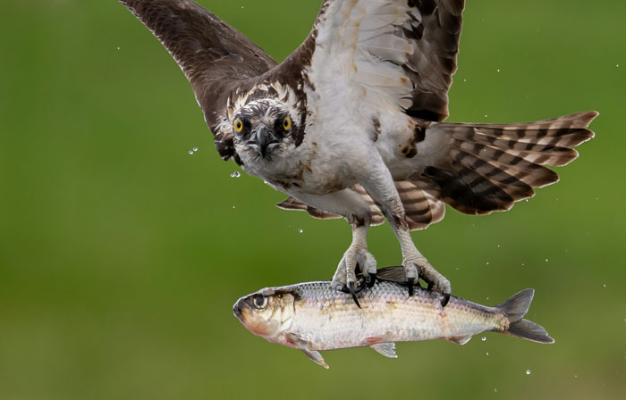 An osprey flying with a fish in its talons, showcasing a wild animal that is not as adorable as it looks.