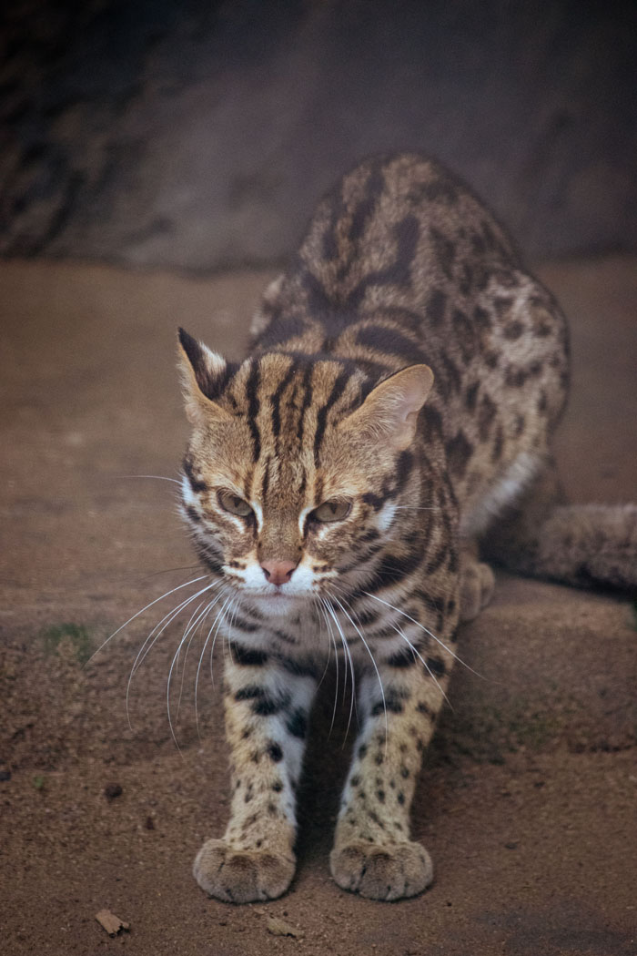 A small, spotted wild cat with a serious expression, highlighting wild animals not as adorable as they look.