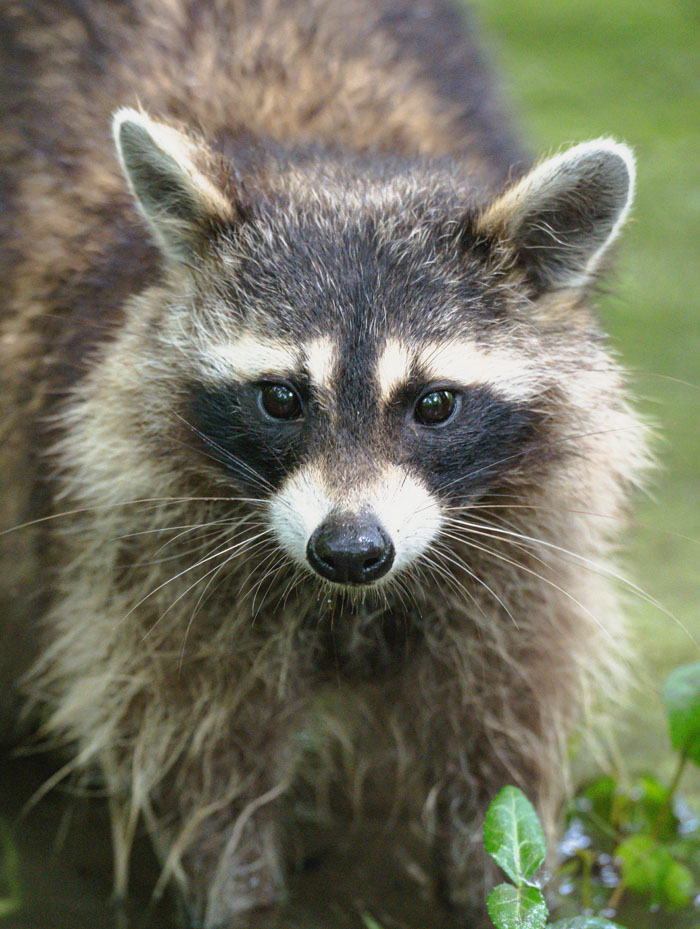 A close-up of a wild raccoon, one of the many wild animals that are not as adorable as they look.