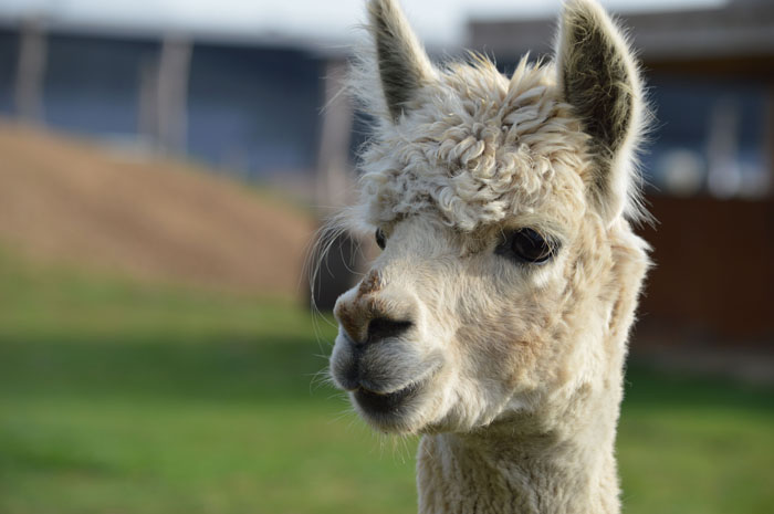 A fluffy white alpaca, one of the wild animals that are not as adorable as they look, looking sideways.