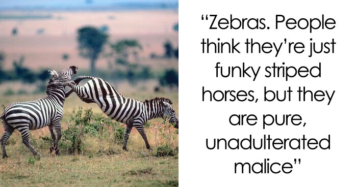 “Grumpy Unstable Teenagers With Severe ADHD”: 58 Wild Animals That Are Not As Adorable As They Look