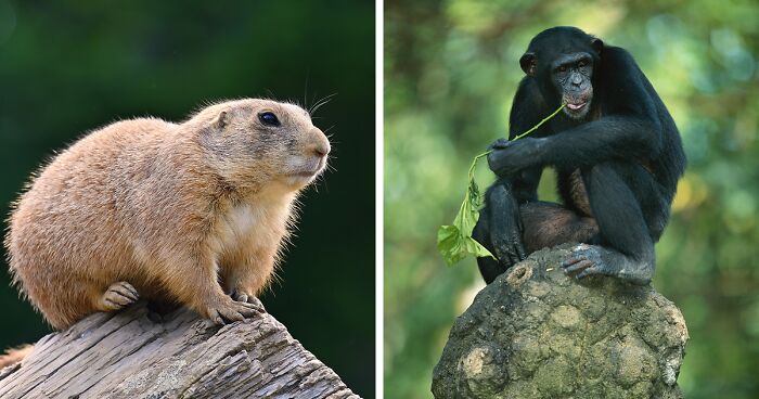 “Grumpy Unstable Teenagers With Severe ADHD”: 58 Wild Animals That Are Not As Adorable As They Look