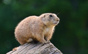 “Grumpy Unstable Teenagers With Severe ADHD”: 58 Wild Animals That Are Not As Adorable As They Look