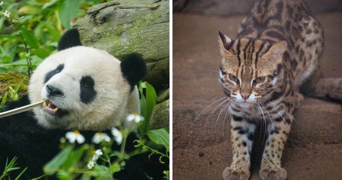 “The Smell Is Not Worth The Cuteness”: 58 Animals That Zookeepers Dread Looking After