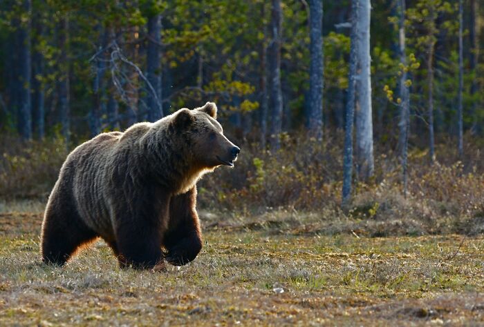 A brown bear walking through a forest, representing a terrifying "we need to leave now" moment.