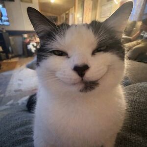 abiezervulgaris avatar