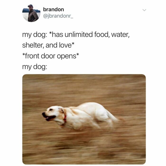A funny dog meme showing a Labrador retriever running very fast with a blurred background, humorously reacting to an open front door.