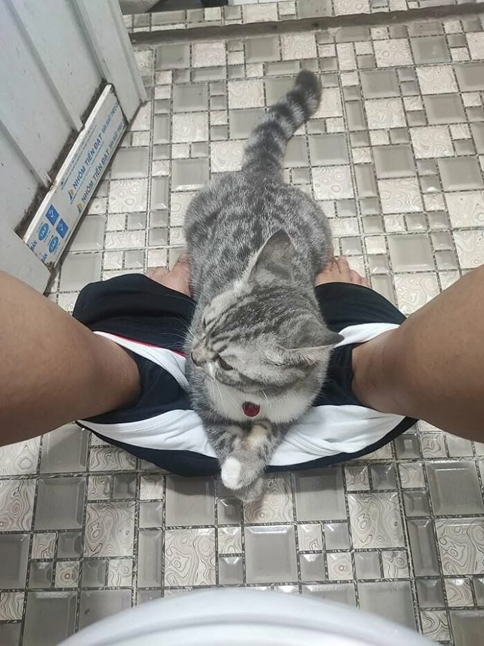 46 Of The Funniest Cat Photos Shared By The Brazilian Facebook Page "What Cats Are These?"
