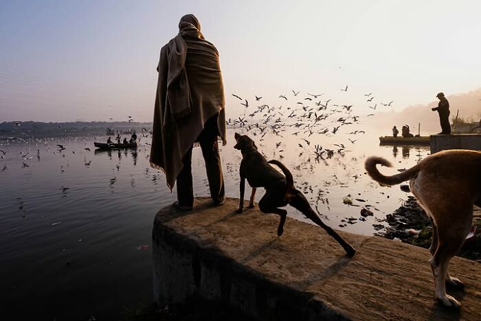 Remarkable photograph by Tittu Shaji Thomas of a person and dogs by a lake with birds, capturing life across landscapes.