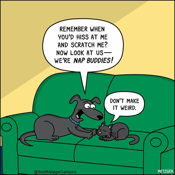 Scott Metzger comic of a dog and cat on a couch, showing relatable comics about the weird logic of cats and dogs.