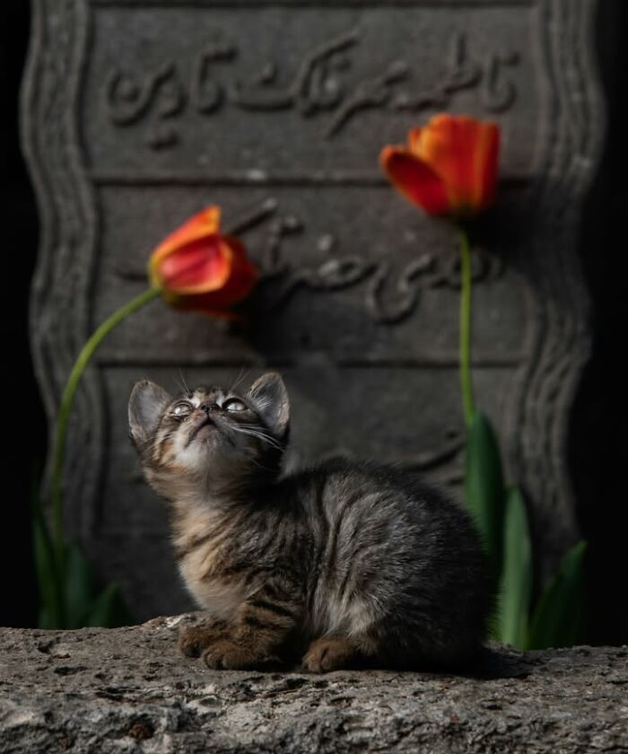 A small tabby kitten looking up, with two red tulips and a carved stone tablet in the background. Murat Bakmaz captures the beauty of everyday life.