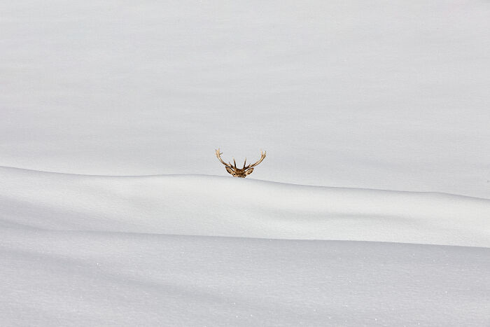 A minimalist photography award winner, showing deer antlers peeking above a pristine snowdrift in a vast, empty landscape.
