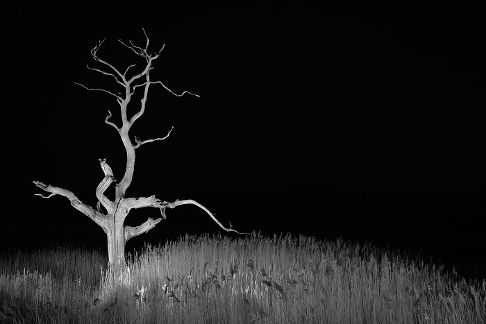 A stark black and white image of a twisted, bare tree standing in tall grass, a powerful minimalist photography award submission.