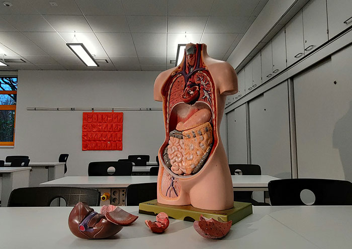 An anatomical model showing human organs, representing the bodies donated for science at Harvard. An anatomical model showing human organs, representing the bodies donated for science at Harvard.
