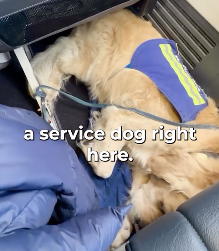 A service dog in a blue vest lying under an airplane seat, next to a blue jacket. Wheelchair advocate. A service dog in a blue vest lying under an airplane seat, next to a blue jacket. Wheelchair advocate.