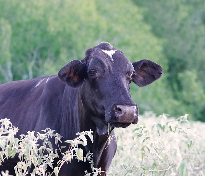 Vegan Wife Of Cattle Rancher Fights Husband To Turn His Farm Into A Sanctuary: "Those Cows Became Family" Vegan Wife Of Cattle Rancher Fights Husband To Turn His Farm Into A Sanctuary: "Those Cows Became Family"