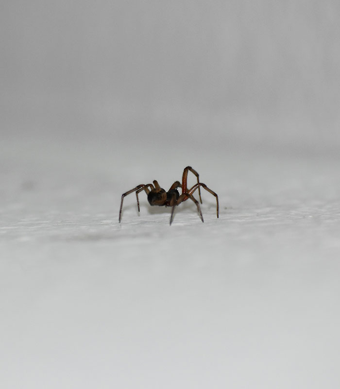 Close-up of a spider, highlighting the threat of spiders biting on a camping trip.