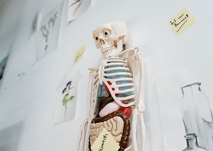 A skeleton model with visible organs, illustrating the scientific use of donated bodies. A skeleton model with visible organs, illustrating the scientific use of donated bodies.