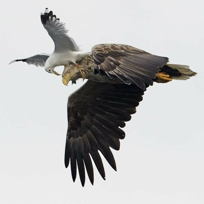 50 Perfectly Timed Animal Photos From This Online Collection That Are Almost Too Good To Be True