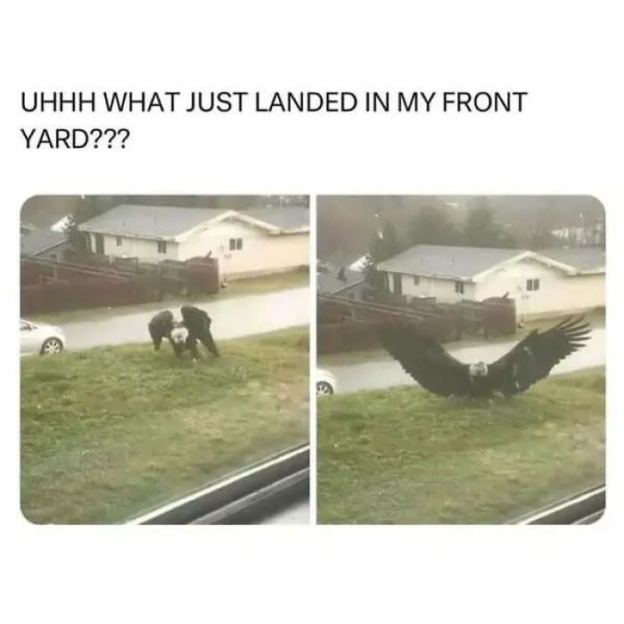 A large eagle landing in a front yard next to a house, an animal meme that makes your day better.
