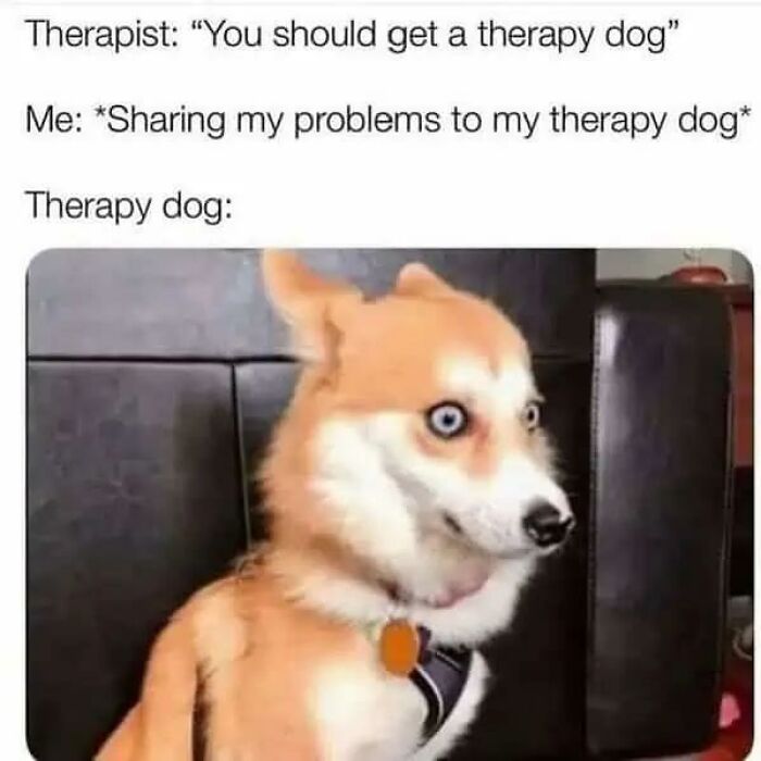A therapy dog with wide eyes, looking surprised or shocked, an animal meme making your day brighter.