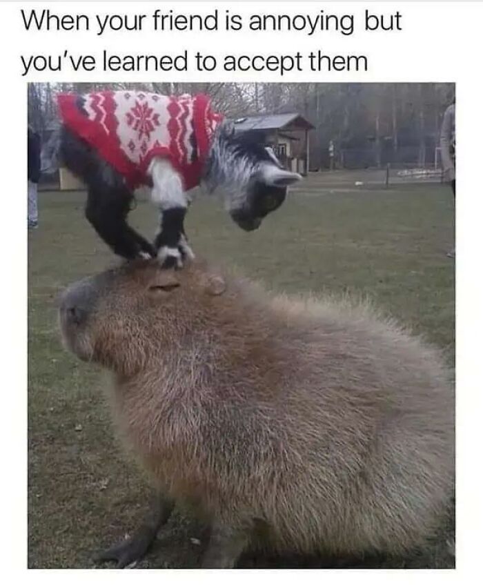A goat wearing a red and white sweater standing on the back of a capybara, creating a funny animal meme.