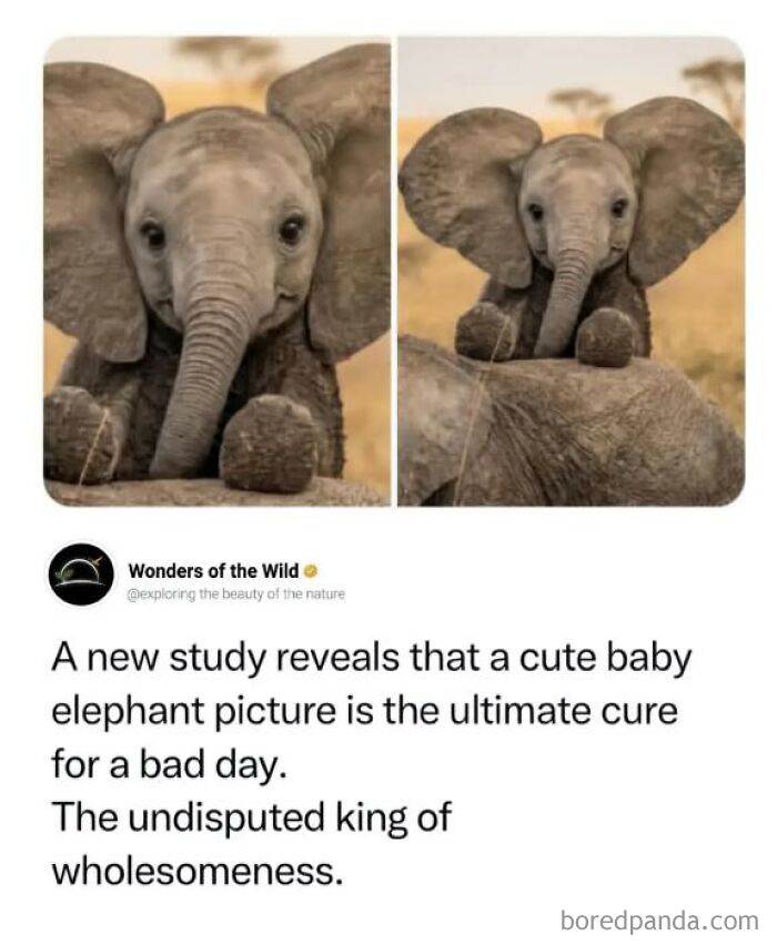 Wholesome animal memes: Two images of an adorable baby elephant looking at the camera and sitting down.