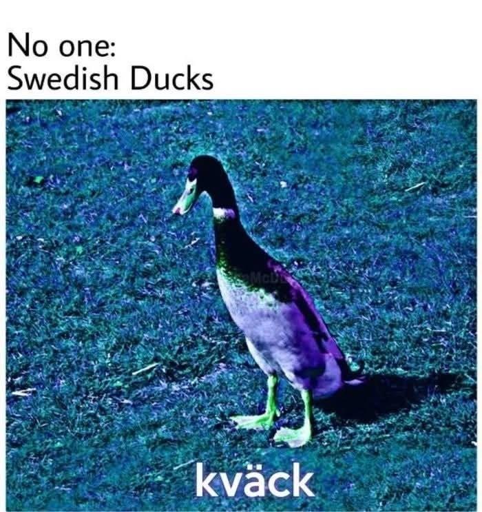 A humorous animal meme of a Swedish duck on grass, with the text 'kväck', making your day better.