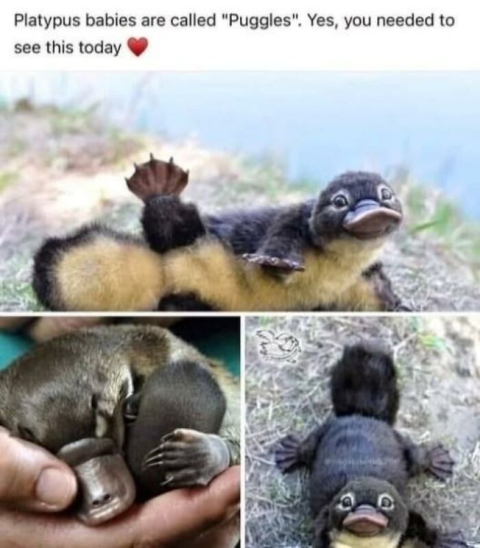 A collage of adorable animal memes featuring baby platypuses, also known as puggles, making your day brighter.