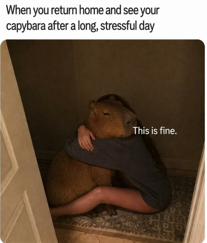 An animal meme showing a person hugging a capybara, captioned This is fine, making your day brighter and better.