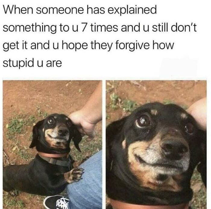 An animal meme of a dog looking nervously happy, captured in two frames, making your day brighter and better.