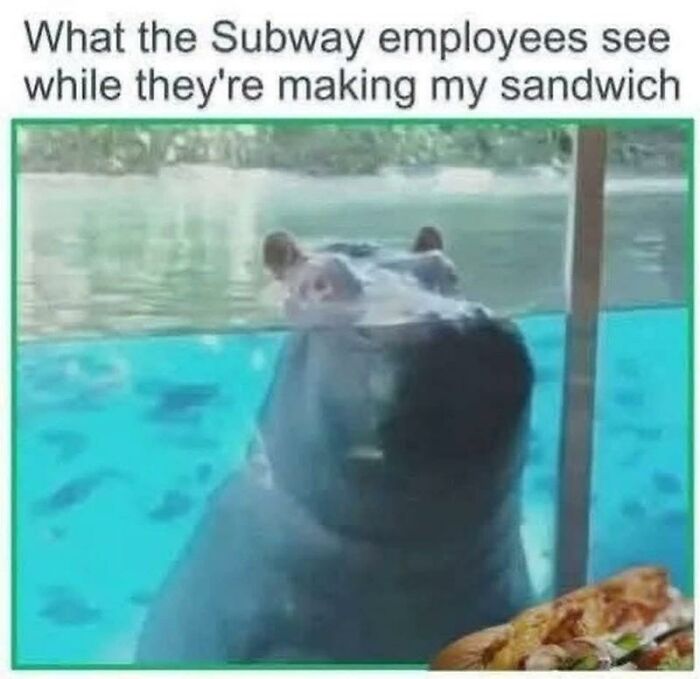 A funny animal meme featuring a hippo underwater, looking hungry at a sandwich, making for a brighter day.