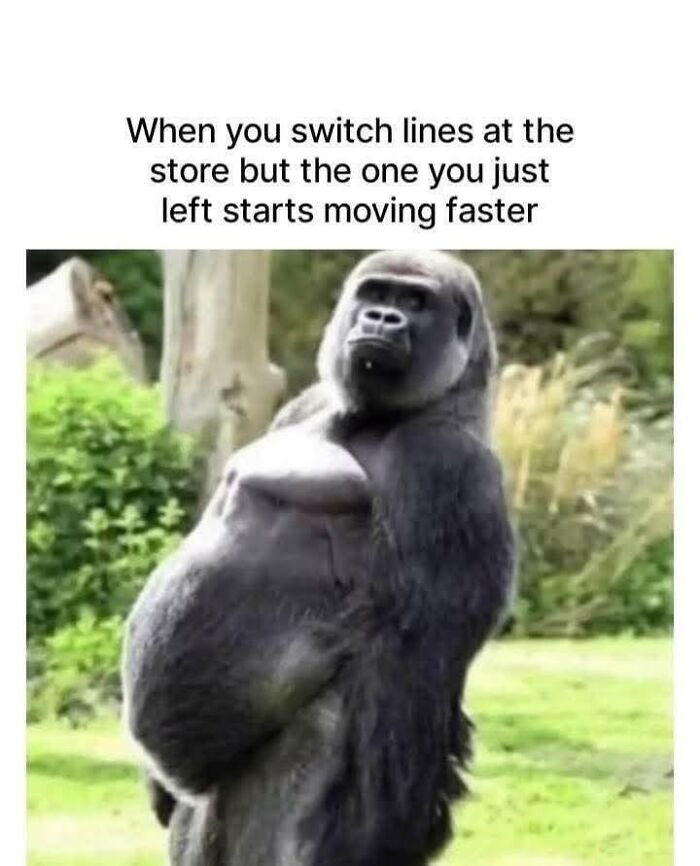 Funny animal meme featuring a gorilla looking frustrated about a slow line, making your day brighter.