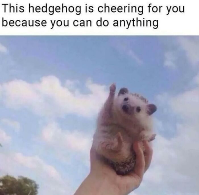 Cute animal meme showing a hedgehog cheering, a delightful image to make your day better.